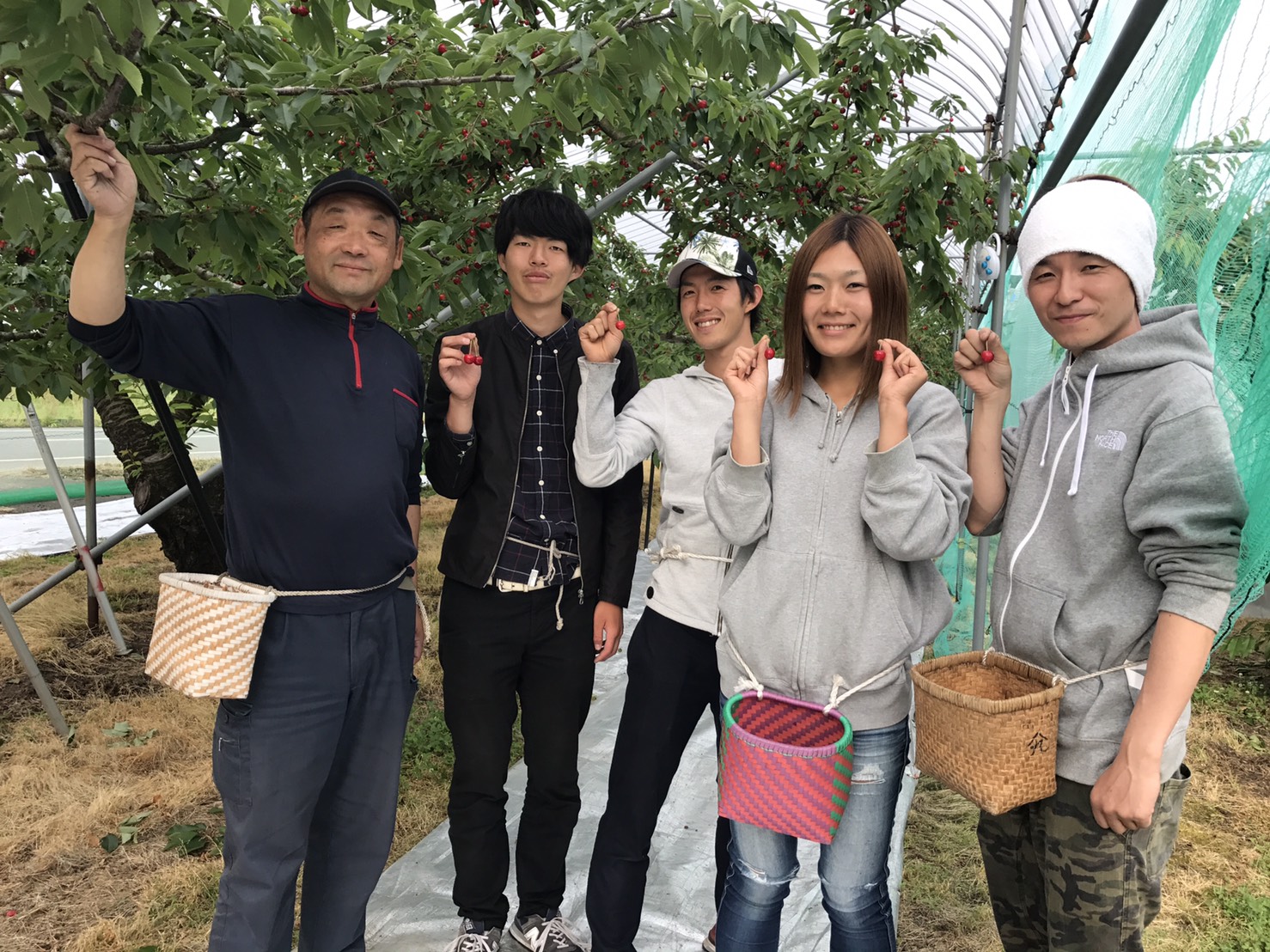 さくらんぼ産地研修☆山形県天童市「小座間農園」さん】 - 果物の達人